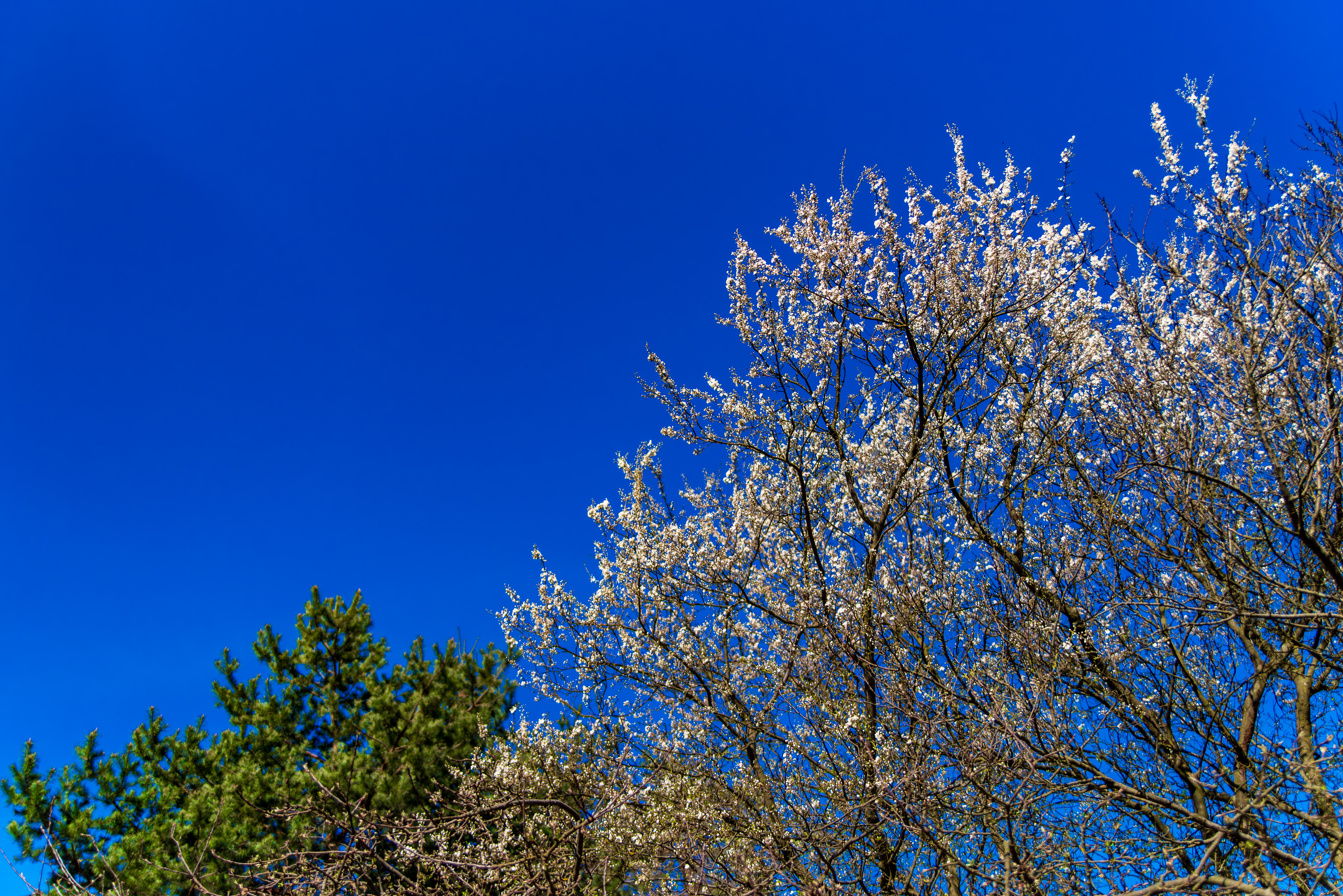 Kwitnące gałęzie drzew o białych kwiatach na tle jasnoniebieskiego nieba, z ciemnozielonymi sosnami po lewej stronie.