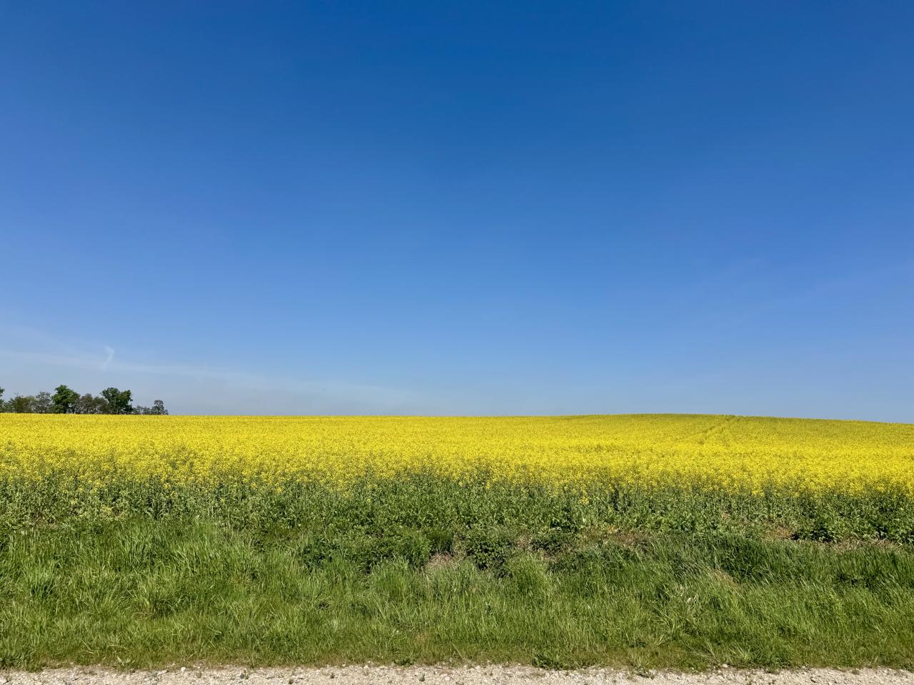 IMG 2368
